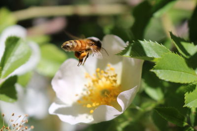 Close-up of bee pollinating on flower