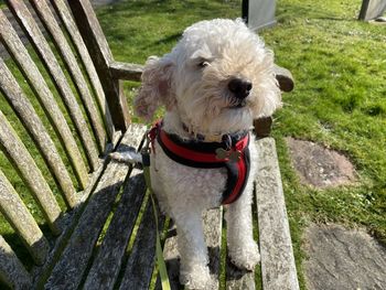 Portrait of dog sitting on a park bench