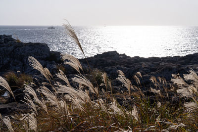 sea