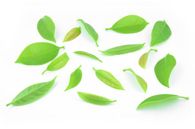 Close-up of leaves against white background