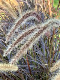 Close-up of succulent plant on field