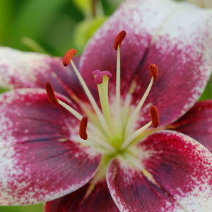 Close-up of pink flower