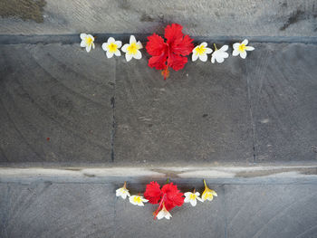 High angle view of flowers on steps