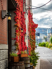Red flowering plant by street against buildings in city