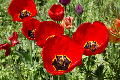 Close-up of red poppy flowers