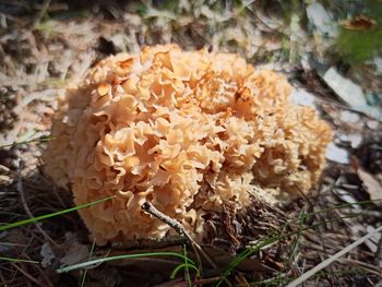 Close-up of mushroom growing on field