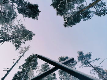 Low angle view of tree against sky during winter