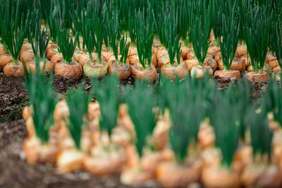 Close-up of onions growing at farm