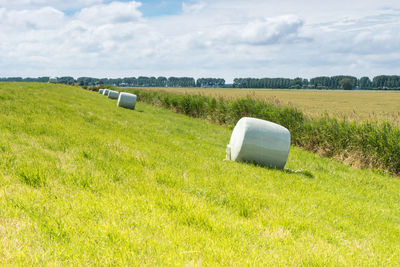 Scenic view of agricultural field against sky