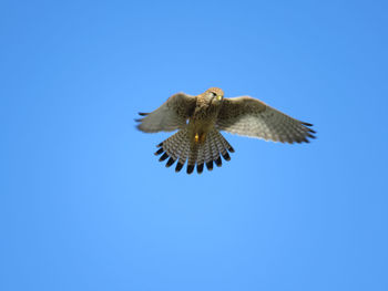 Low angle view of eagle flying against clear blue sky