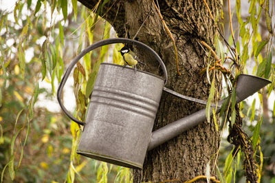 Close-up of plant hanging on tree