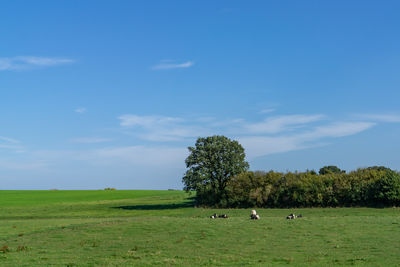 Scenic view of grassy field against sky