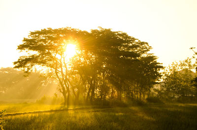 Sunlight streaming through trees on field during sunset