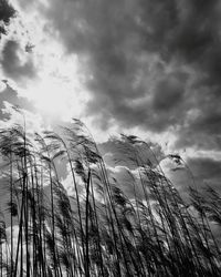 Low angle view of tall grass on field against sky