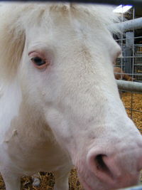 Close-up portrait of horse