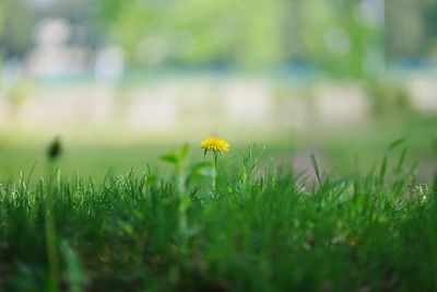 Close-up of yellow flower blooming on field