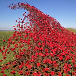 Red flowering plant on field against clear sky