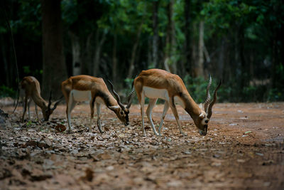 Antelopes grazing on land