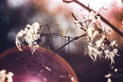 Low angle view of flower tree against sky at night