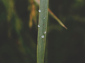 Close-up of raindrops on grass