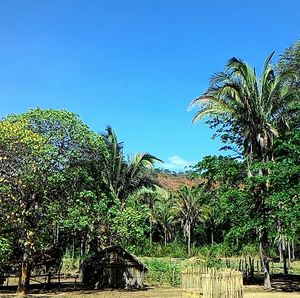 Palm trees against clear blue sky