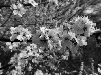 Close-up of white flowers blooming on tree