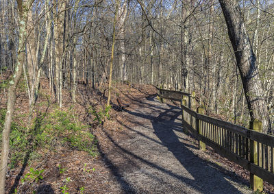 Shadow of tree on footpath in forest