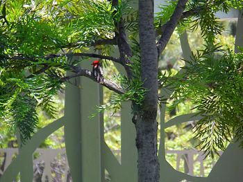 Bird perching on tree