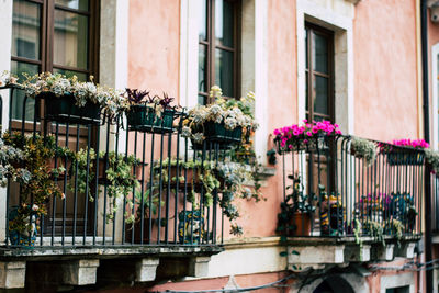 Potted plants on balcony of building