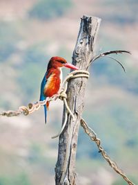 Close-up of bird perching on branch