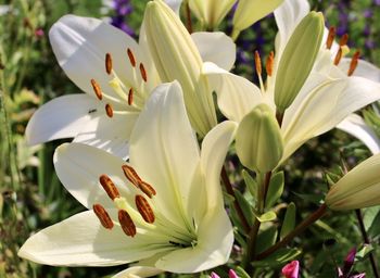 Close-up of white lily on plant