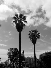 Low angle view of palm trees against cloudy sky