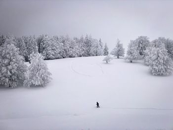 One hiker going down a snowy hill with trees covered in snow