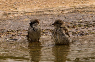 Birds in water