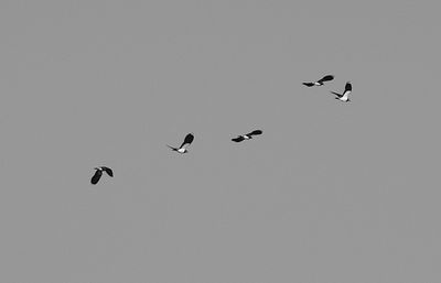 Low angle view of birds flying in the sky