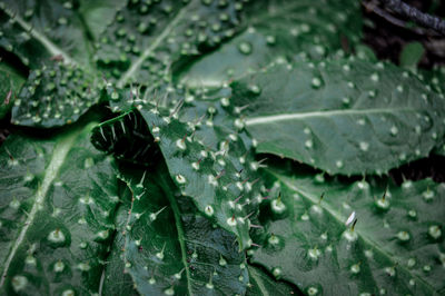 Close-up of raindrops on leaves