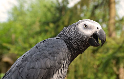 Close-up of african grey parrot