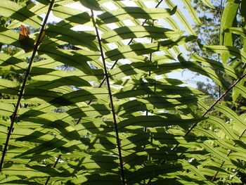 Low angle view of tree leaves