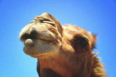 Low angle view of camel against clear sky