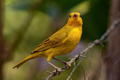 Close-up of bird perching on branch