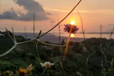 Close-up of plant against sky at sunset