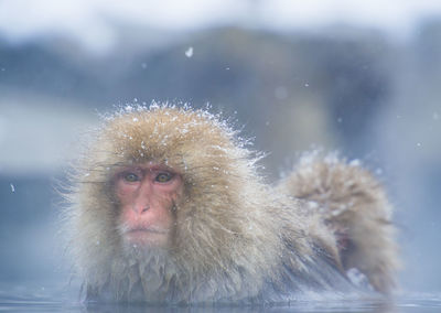 Portrait of a monkey in snow