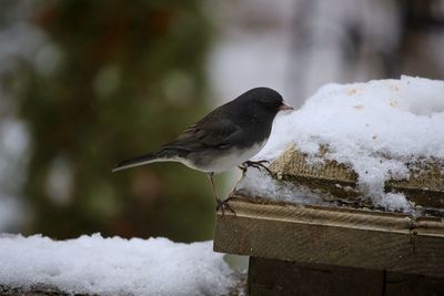 Close-up of bird perching on snow covered during winter