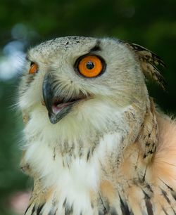 Close-up portrait of owl