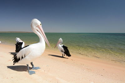 Pelicans on the beach. monkey mia. shark bay. western australia