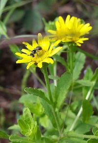 Close-up of bee on yellow flower