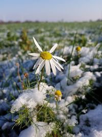 Close-up of white flowers blooming outdoors