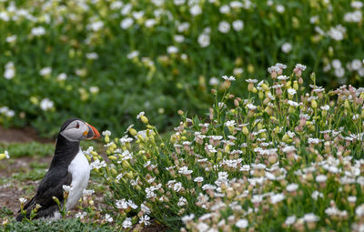 View of white flowering plants on field