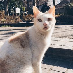 Cat looking away