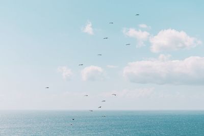 Flock of birds flying over sea